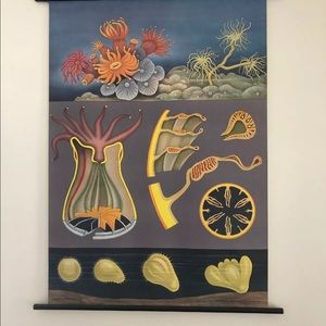 Quentell Original Science Poster Coral MINT